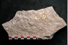 Foto (Detailansicht) von Dictyopteris brongniarti Gutb. (NHMW-GEO-2024-0188-10761)